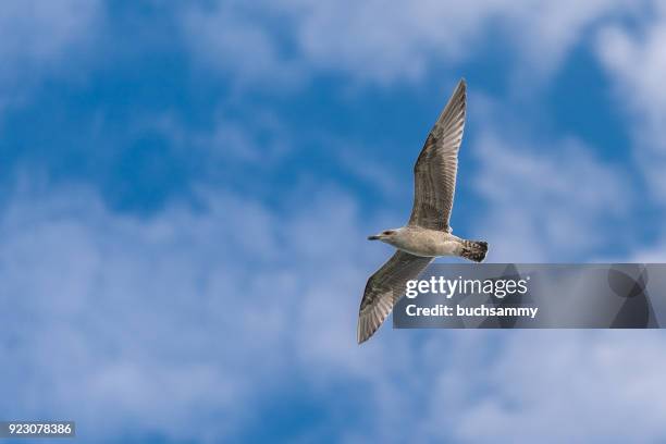 fliegende möwe vor strahlend blauen himmel - möwe foto e immagini stock