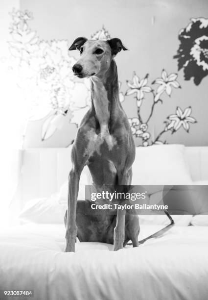 142nd Westminster Dog Show: Glitter Grace O'Malley, a greyhound dog, seated on bed during photo shoot at the Stewart Hotel. Behind the Scenes. New...