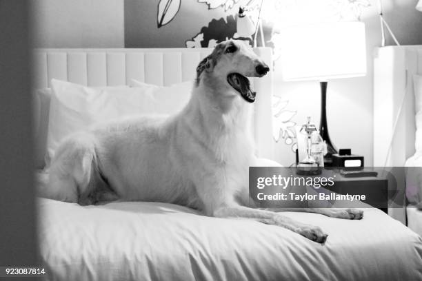 142nd Westminster Dog Show: Lucy, a 5-year old borzoi dog, seated on bed during photo shoot at the Stewart Hotel. Behind the Scenes. New York, NY...