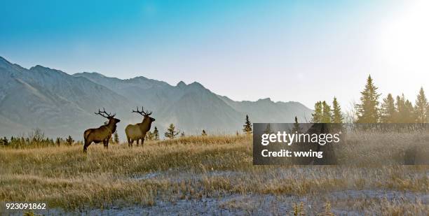 due alci tori nel parco nazionale di banff - parco nazionale di banff foto e immagini stock