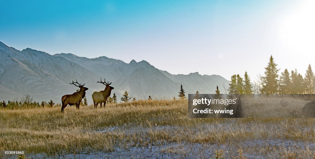 Two bull elk in Banff National Park