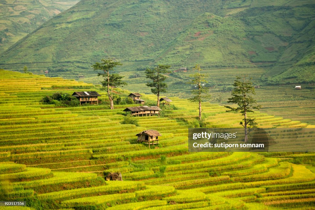 Landscape Ric Landscape Rice Filed Terrace Vietnam High-Res Stock Photo - Getty Images
