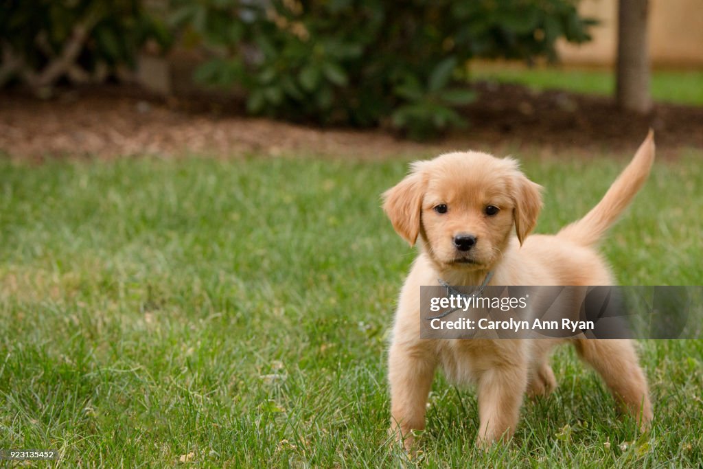 Golden Retriever Puppy in grass