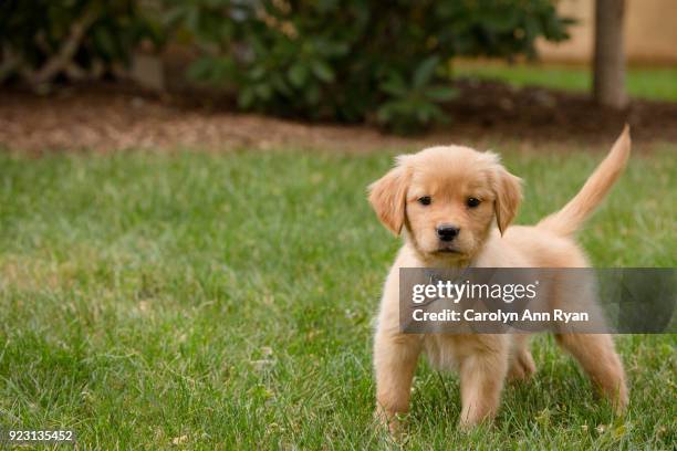 golden retriever puppy in grass - labrador retriever - fotografias e filmes do acervo