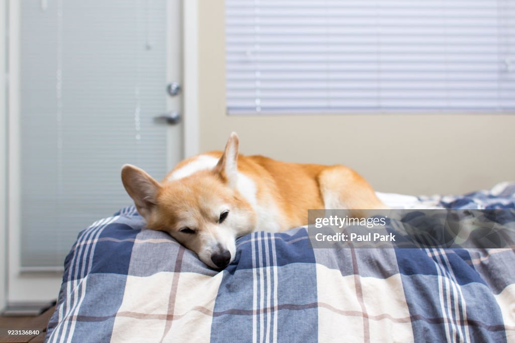 Corgi dog sleeping on bed