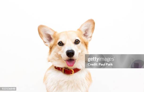 corgi dog wearing a collar and smiling - 襟 ストックフォトと画像