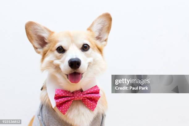 portrait of dapper corgi dog - well dressed dog stock pictures, royalty-free photos & images