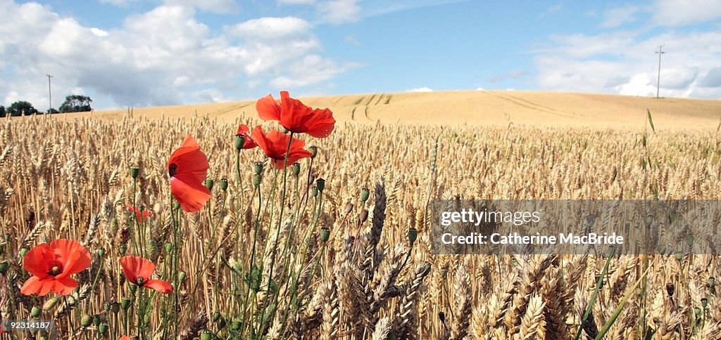 Field of wheat with poppies