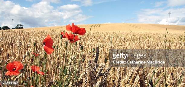 field of wheat with poppies - catherine macbride fotografías e imágenes de stock