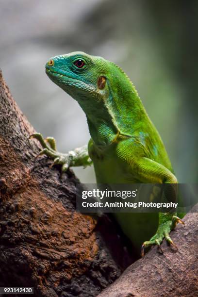 male fiji banded iguana (brachylophus fasciatus) on a perch - fiji stock pictures, royalty-free photos & images