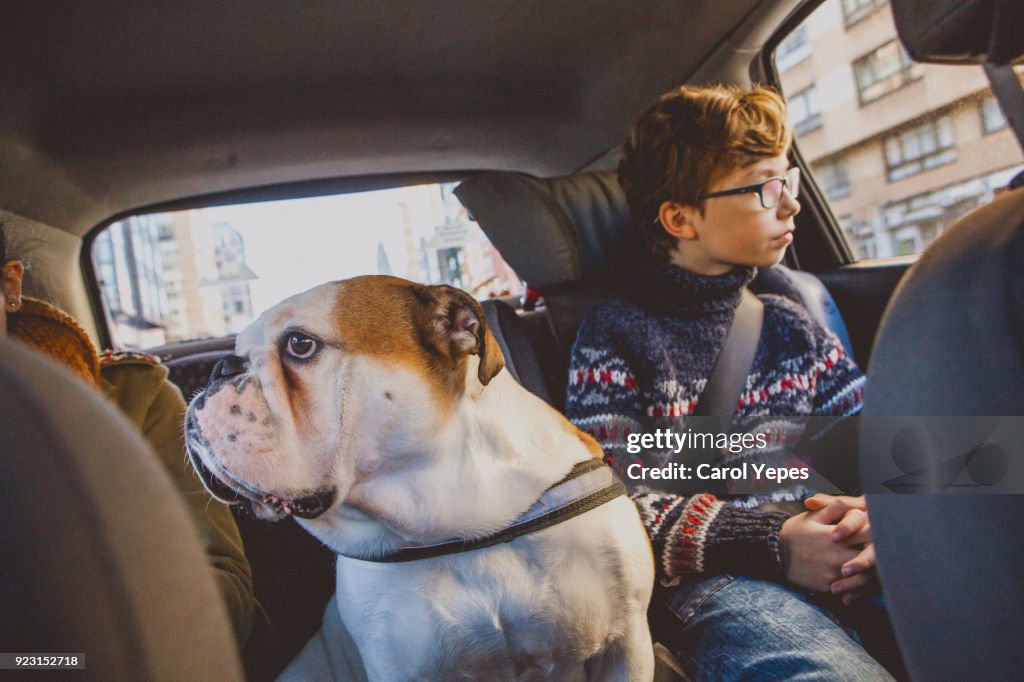 Dog in a car