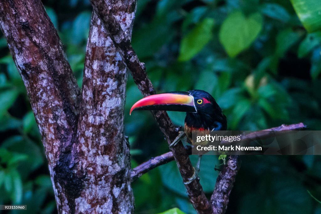 Fiery-billed Aracari