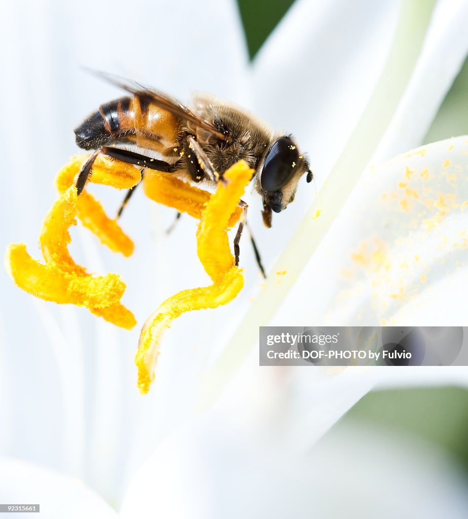 Close up of a Bee