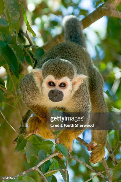 royale island monkey  - macaco aranha - fotografias e filmes do acervo