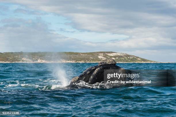 southern right whale exhales at the surface, betty's bay, south africa. - hermanus stock-fotos und bilder