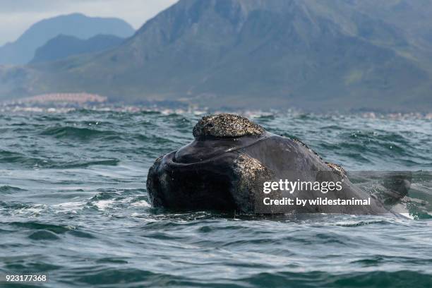 close up view of a southern right whale as it surfaces, betty's bay, south africa. - hermanus stock-fotos und bilder