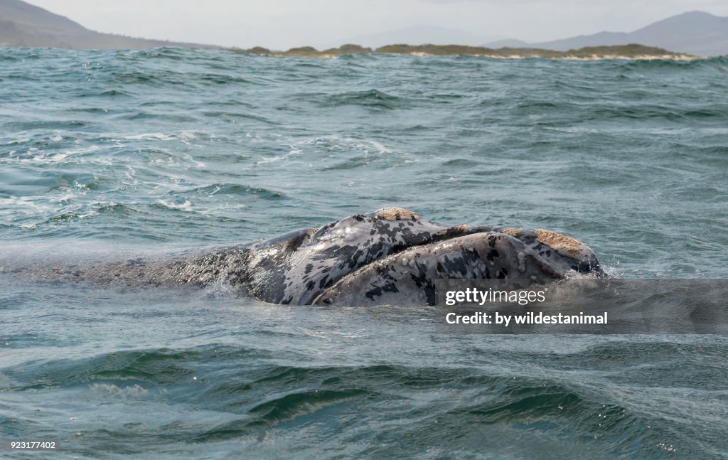 Brindle coloured southern right whale calf, Betty's Bay, South Africa.