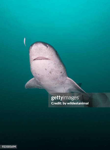 seven gill shark swimming with a pilot fish, near walker bay, south africa. - pilot fish stock pictures, royalty-free photos & images