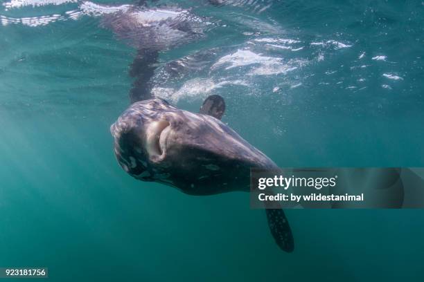 ocean sunfish feeding at the surface, offshore from langebaan, south africa. - sunfish 個照片及圖片檔