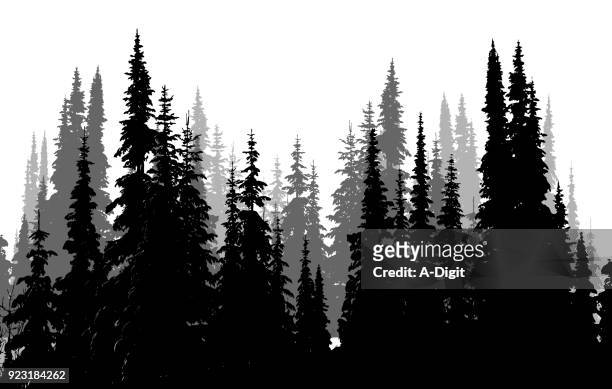 illustrazioni stock, clip art, cartoni animati e icone di tendenza di foresta sempreverde alta - bianco e nero