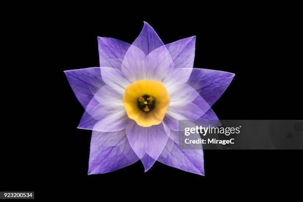 flower recombination - sensory impulse stock pictures, royalty-free photos & images