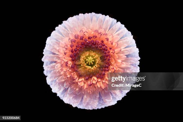 flower recombination - sensory impulse stock pictures, royalty-free photos & images