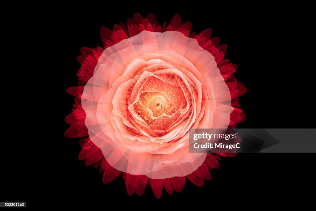 Flower Recombination