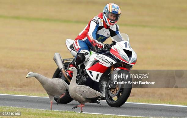 Nacho Calero of Spain avoids two birds on the track as he competes in the SuperSport FIM World Championship Free Practice session ahead of the 2018...