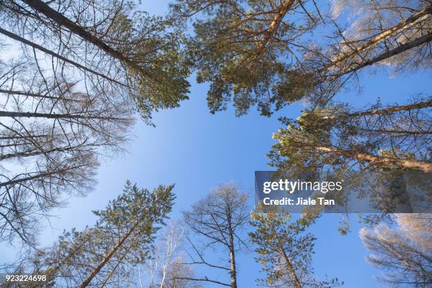 winter wonderland in hokkaido, - betula pendula stock pictures, royalty-free photos & images