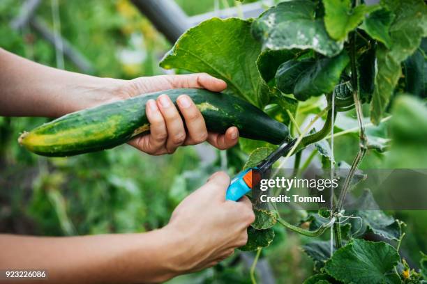 gros plan du concombre récolté - cucumber photos et images de collection