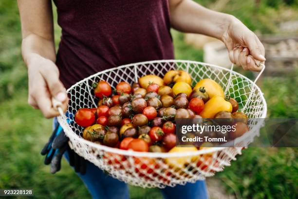 新鮮な収穫エアルーム トマトのクローズ アップ - tomato harvest ストックフォトと画像