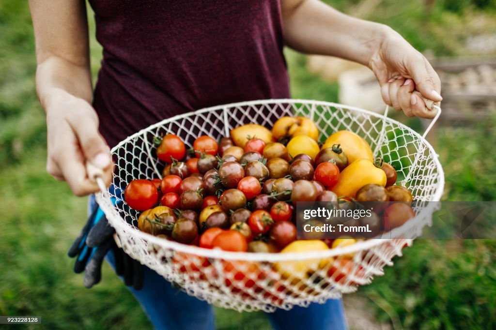Närbild av nyskördade Heirloom Tomater
