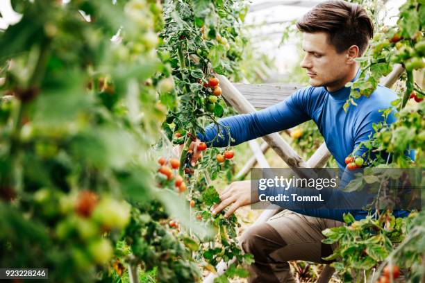 agricoltore urbano che si prende cura dei pomodori in serra - campo di pomodori foto e immagini stock