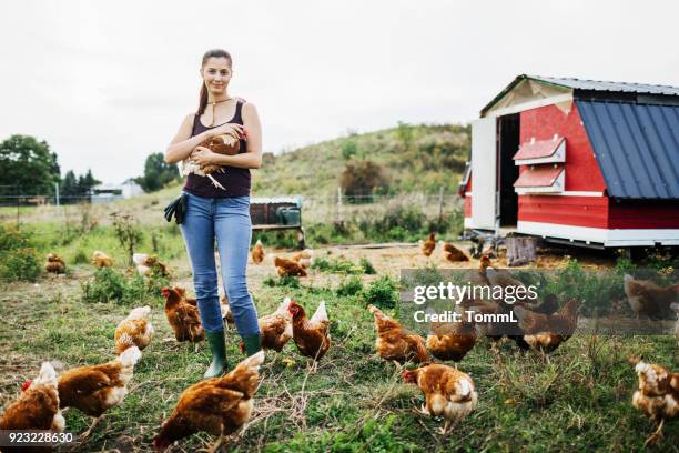 young farmer working with free range chickens - the coop stock pictures, royalty-free photos & images