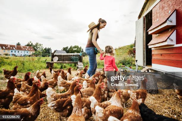 chica joven teniendo divertido cuidar pollos con madre - de corral fotografías e imágenes de stock