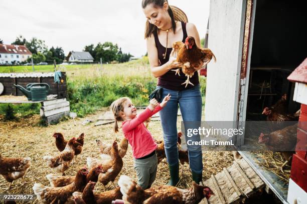 ung tjej att ha kul att ta hand om kycklingarna med mamma - feeding bildbanksfoton och bilder