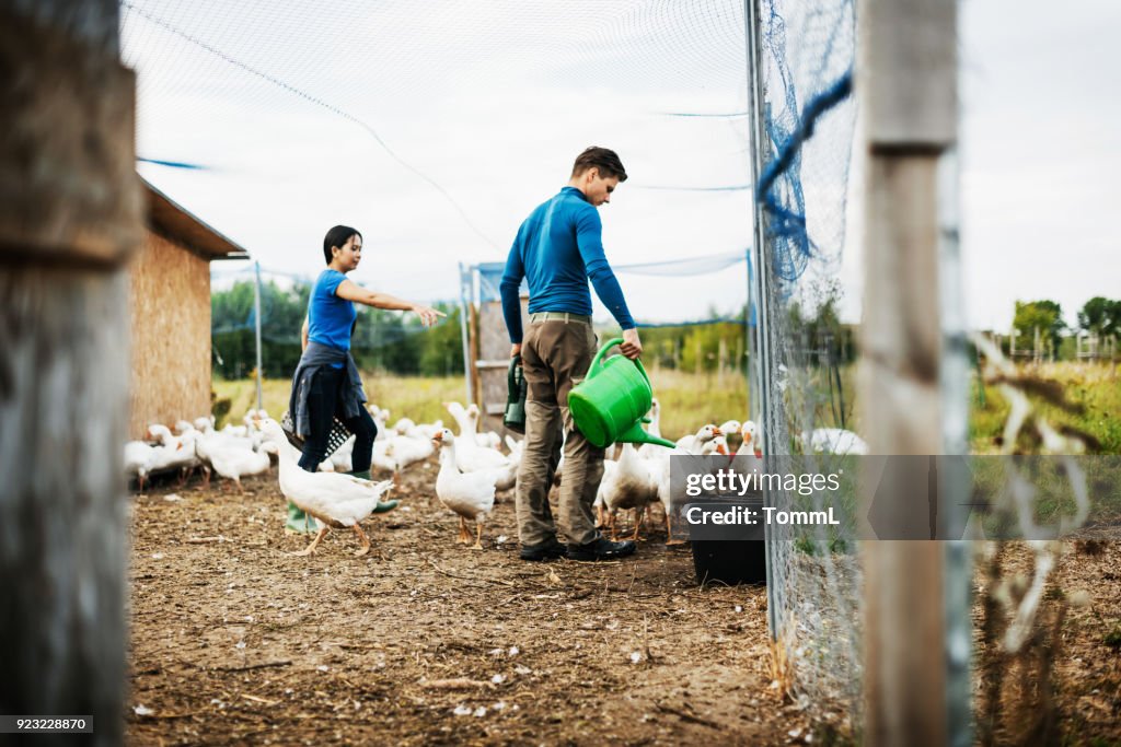 Farming Couple Working Together Taking Care Of Their Geese