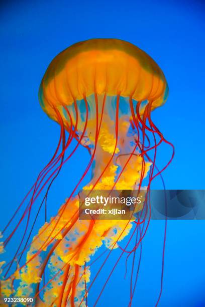 belas águas-vivas - jellyfish - fotografias e filmes do acervo