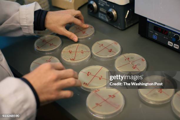 Cesar Montelongo, a third year student in Loyola University Chicagos Stritch School of Medicine's MD-PhD program, examines Petri dishes in which he...