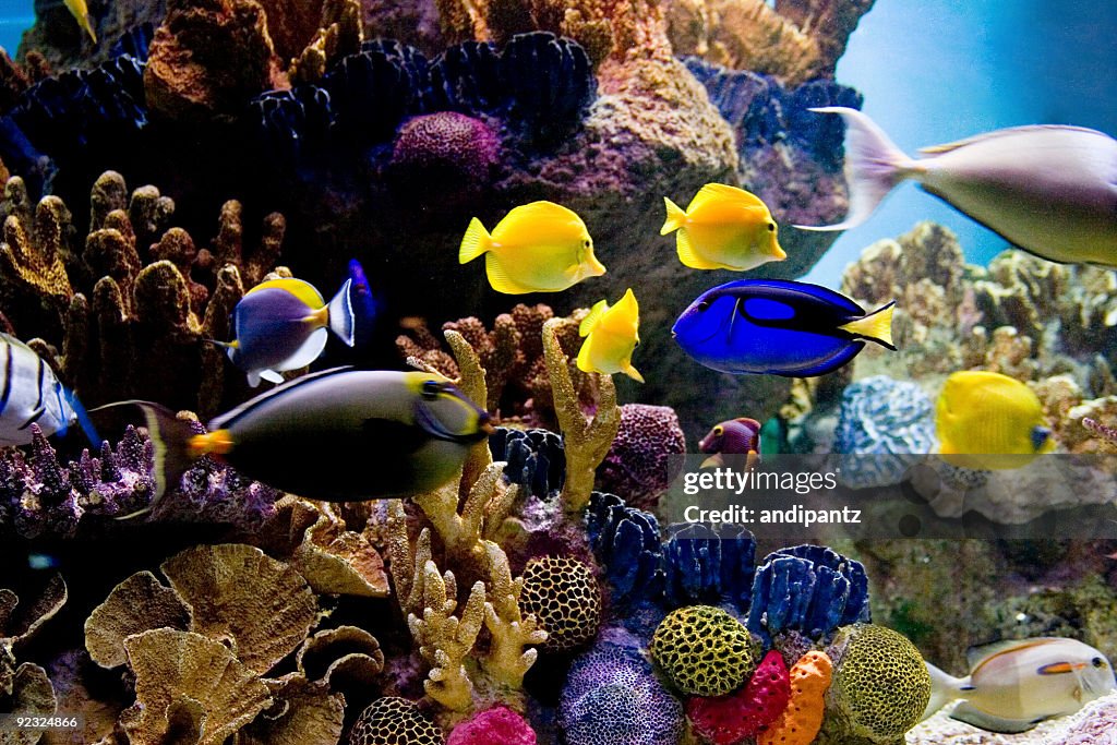 Escena submarina de peces tropicales de color brillante