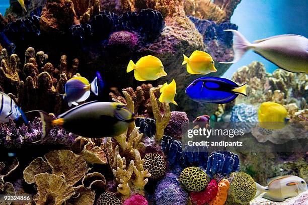 underwater scene of bright colored tropical fish - large group of animals stock pictures, royalty-free photos & images