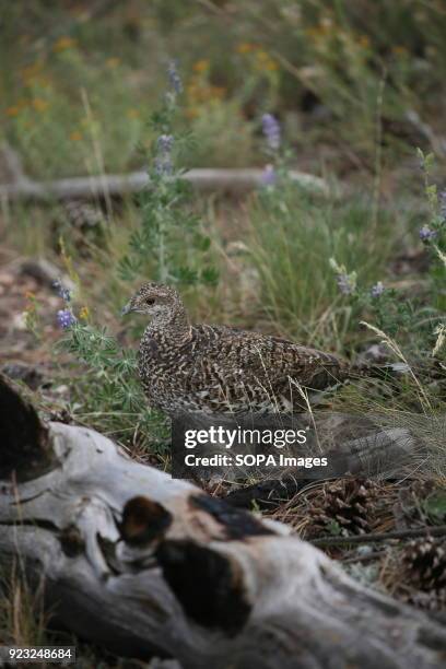 Young bird feeds in a meadow on the North Rim. The North Rim of the Grand Canyon National Park is different from the South Rim. The visitor Centers...