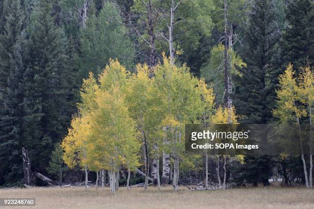An Aspen tree in spring along the North Rim. The North Rim of the Grand Canyon National Park is different from the South Rim. The visitor Centers are...