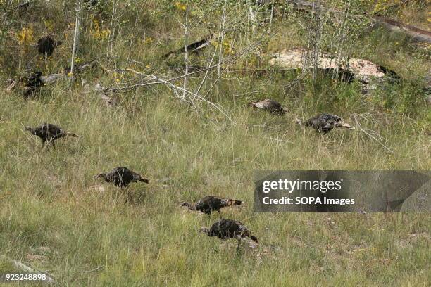 Spring flowers in the meadows of the North Rim. Wild Turkeys in the Grand Canyon on the North Rim. The North Rim of the Grand Canyon National Park is...