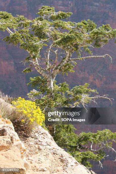 Tree grows out of the rocks on the North Rim. The North Rim of the Grand Canyon National Park is different from the South Rim. The visitor Centers...