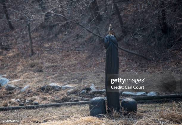 Bird of prey sits atop a phallic statue on display in Haesindang Park, informally known as 'Penis Park', on February 23, 2018 in Samcheok, South...