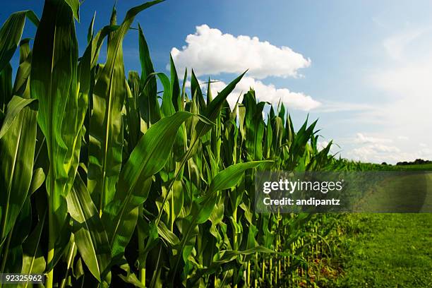 corn field - maize stock pictures, royalty-free photos & images