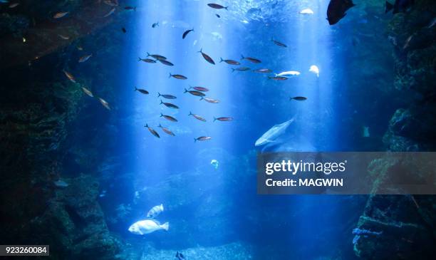 breathtaking underwater view of mackerel fish under the surface of sea - aquarium stockfoto's en -beelden