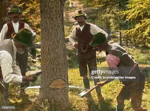 Woodcutter are cutting down a tree. Lower Austria. Hand-colored lantern slide. Around 1910.
