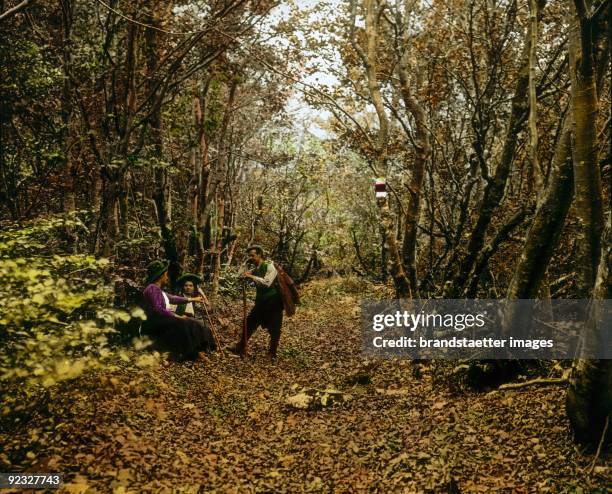 Oak forest at the descent of the Oetscher-cave. Lower Austria. Hand-colored lantern slide. 1909.